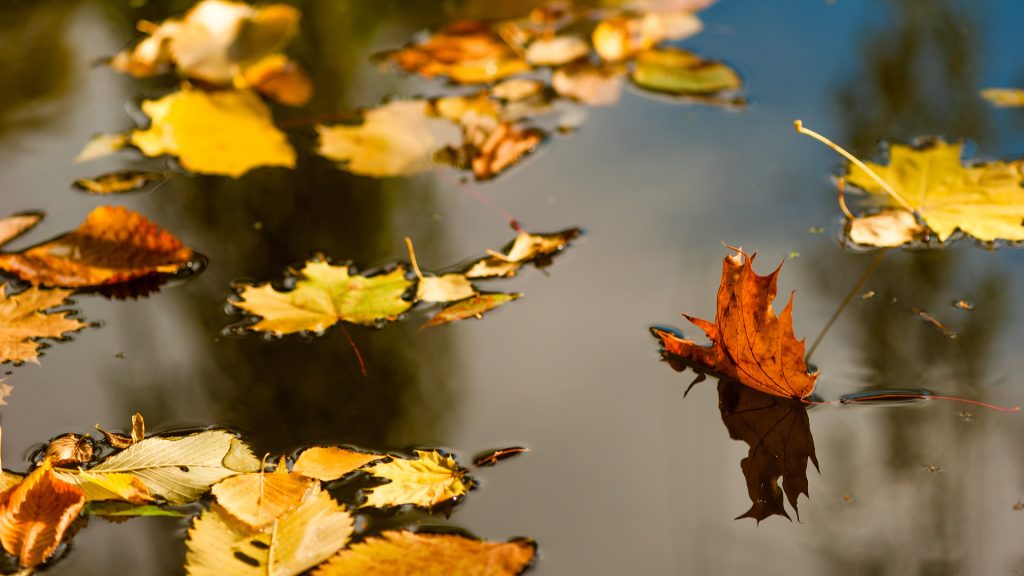 hojas de otoño